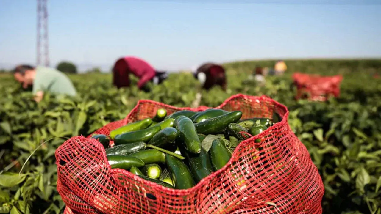 When farmers suffer losses, they turn to chemicals
