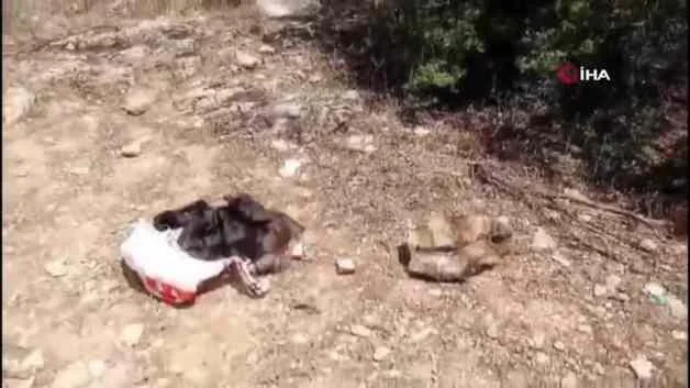 Denizli’de 29 yıl hapis cezasıyla aranan hükümlü ormanda yakalandı