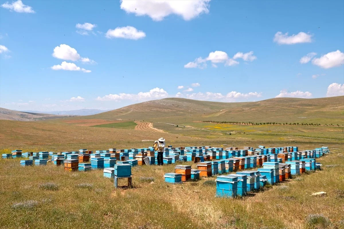 Malatya'nın "keven balı"nda bu yıl 65 ton rekolte bekleniyor