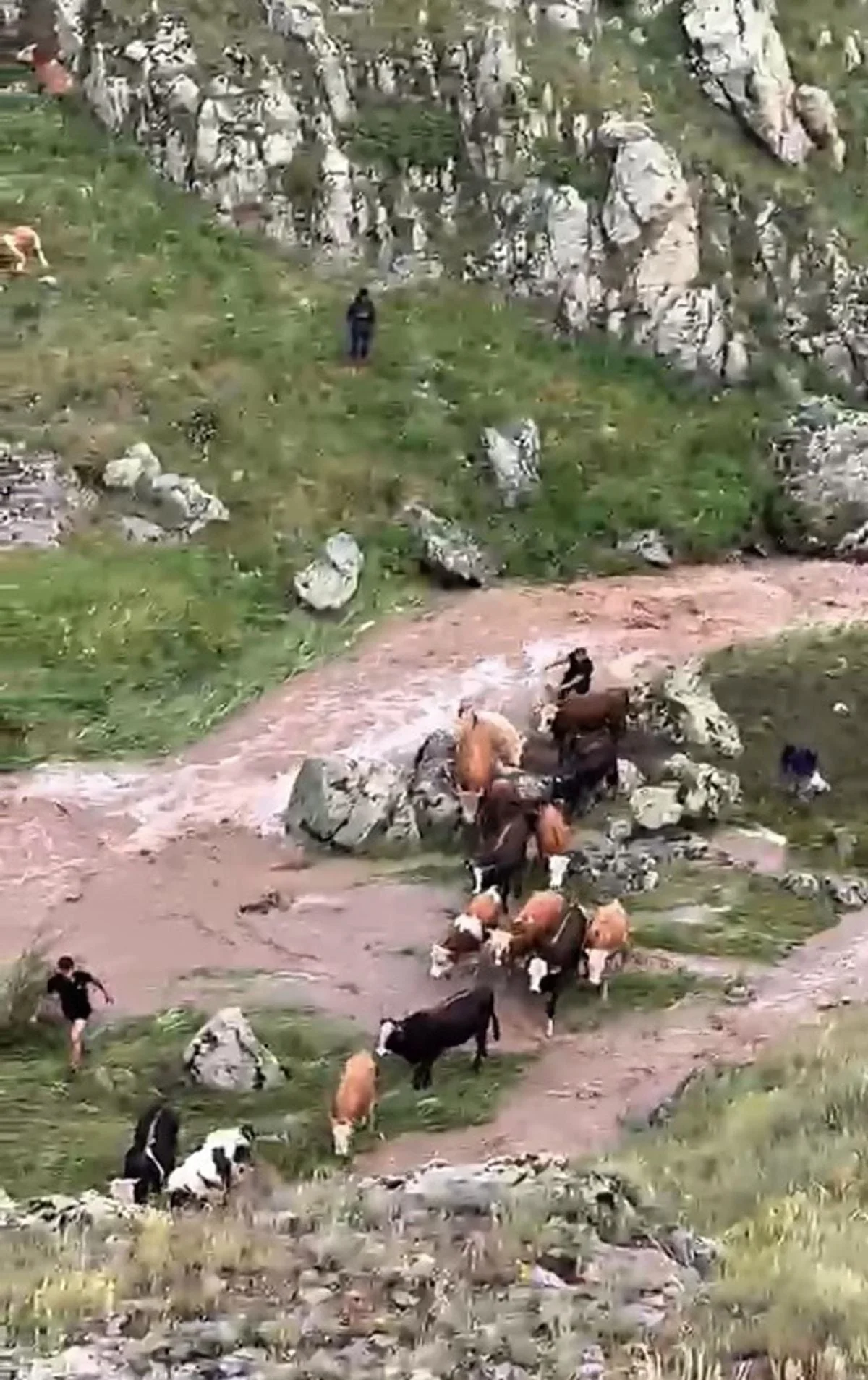 Kars'ta Dereye Mahsur Kalan İnekler Kurtarıldı