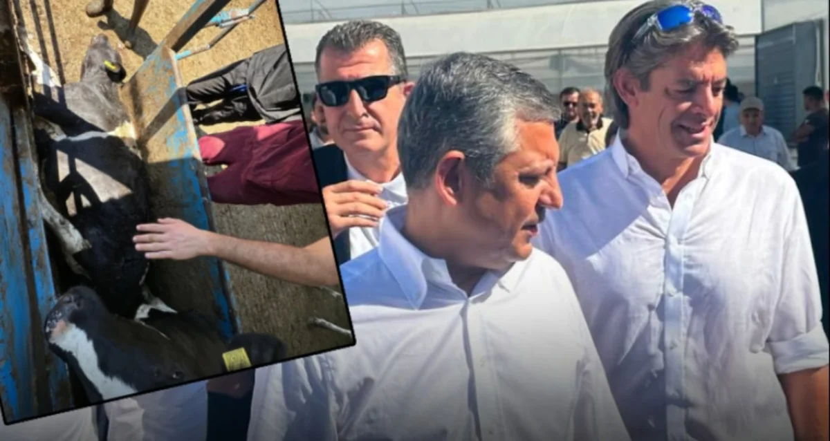 Baskında ineği ölmüştü! CHP'nin gölge bakanının çiftliğinin sertifikası iptal edildi